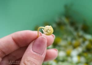 Grow and dry your own chamomile