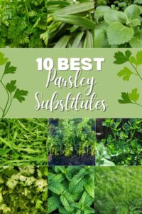 10 best parsley substitues.
