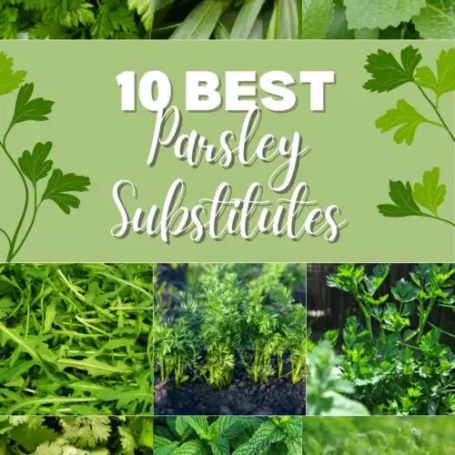 10 best parsley substitues.